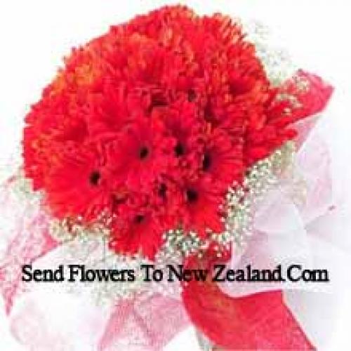 Cute 37 Red Gerberas