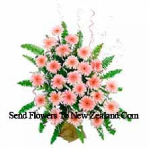 25 Gerberas roz dragute