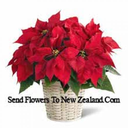 Cute Poinsettia in Basket